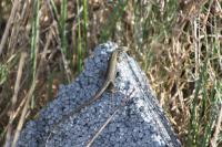 Podarcis muralis