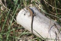 Podarcis muralis