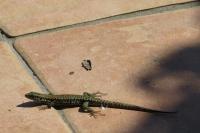 Podarcis muralis