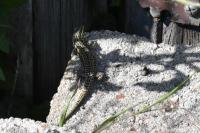 Podarcis muralis