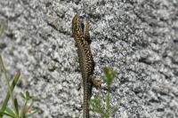 Podarcis muralis
