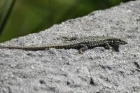 Podarcis muralis