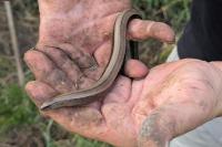 Anguis fragilis
