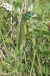 Lacerta bilineata