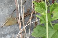 Podarcis muralis