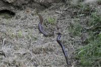 Zamenis longissimus