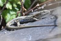 Podarcis muralis