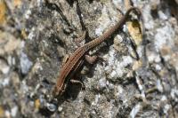 Podarcis muralis