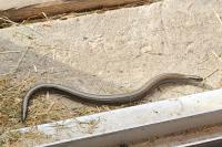 Anguis fragilis