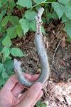 Anguis fragilis