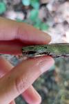Anguis fragilis