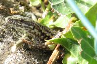 Podarcis muralis