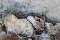 Vipera aspis