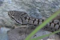 Vipera aspis