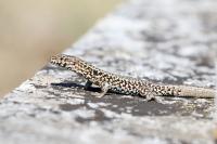Podarcis muralis