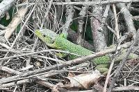 Lacerta bilineata