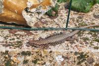 Podarcis muralis