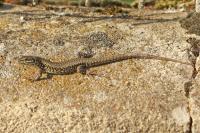 Podarcis muralis