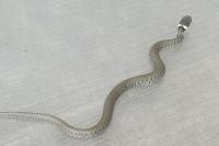 Natrix helvetica