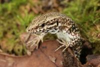 Podarcis muralis