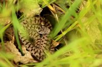 Vipera aspis