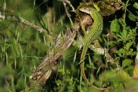 Lacerta bilineata