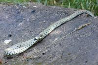Natrix helvetica