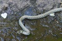 Natrix helvetica