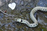Natrix helvetica