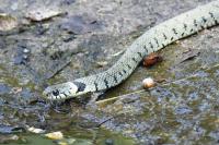 Natrix helvetica
