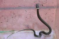 Natrix helvetica