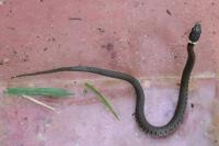 Natrix helvetica