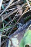 Zootoca vivipara