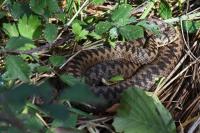 Vipera berus