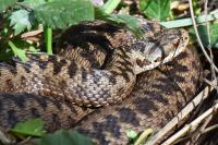 Vipera berus