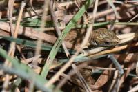 Zootoca vivipara