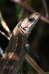 Zootoca vivipara