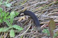 Vipera berus