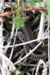 Vipera berus