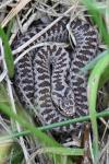 Vipera berus