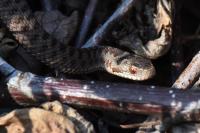 Vipera berus