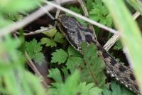 Vipera berus