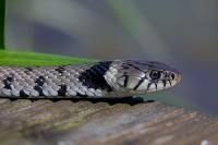 Natrix helvetica