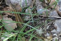 Lacerta agilis