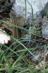 Lacerta agilis