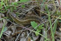 Lacerta agilis
