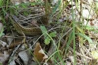 Lacerta agilis