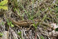 Lacerta agilis