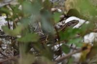 Zootoca vivipara