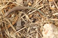 Podarcis muralis